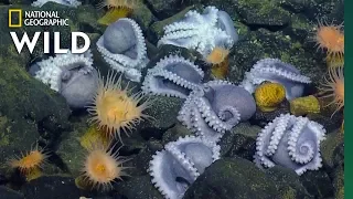 1,000 'Octo-Moms' in World's Largest Octopus Garden | Nat Geo Wild