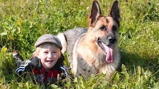 German Shepherd Dogs Protecting Kids and Owners Compilation