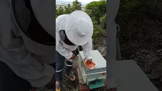arıları eşşek arısı ve kızıl arıdan korumanın en etkili yolu