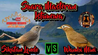 Suara Masteran Istimewa Wambi Mini Vs Sikatan Londo ll Suara Jernih di ajamin Langsung Nyaut