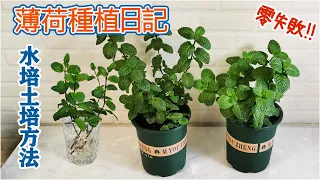 【薄荷種植日記】~水培和扦插都簡單易成活，好快就長瘋啦！How to grow mint？😲🌹