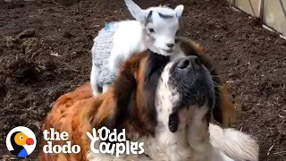 This Giant St. Bernard Learns To Love Her Annoying Little Goat Brother | The Dodo Odd Couples