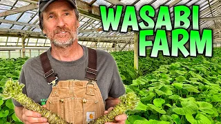 Why REAL WASABI is So Expensive!