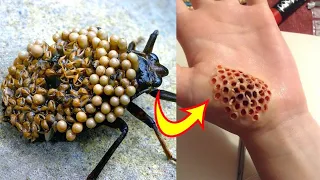 Top 10 deadliest bugs in the world