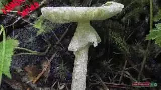Identifying Poisonous Mushrooms in the Woodlands