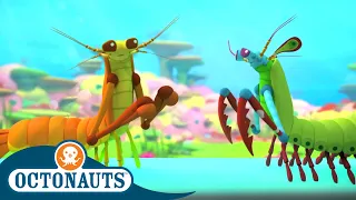 Octonauts - The Mantis Shrimp | Cartoons for Kids | Underwater Sea Education