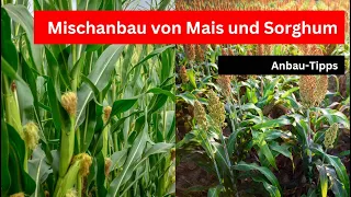 Mischkultur Mais mit Sorghum - Anbau-Tipps!