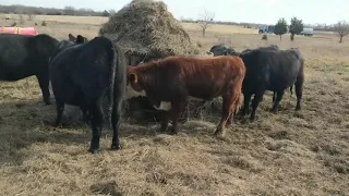 How I move hay bales without a tractor.
