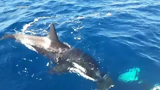 Video captures stunning moment of orca killing great white shark