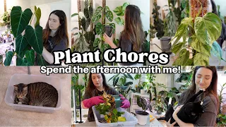 Do some Plant Chores with me! Extending moss poles, watering, repotting & more!