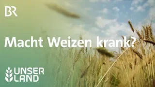 Weizen im Visier: Macht das Getreide krank? | Unser Land | BR Fernsehen