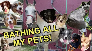 Giving all my Pets a bath in one video! I 10 dogs & Horses