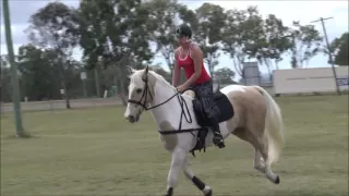 Jump schooling Goldrush in a saddle and bridle