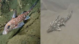 Spotted Ratfish - Aluminum Foil Sculpture