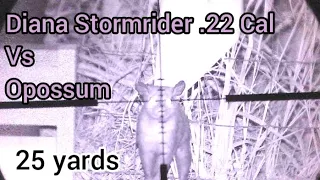 Diana Stormrider.22 Cal Vs Opossum -Warning GRAPHIC!!!- pest control, pest removal.