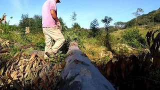 Corte de um eucalipto de 40m de altura