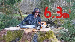 Forest job / Polom a těžba dřeva v rokli - Stihl 462 #351