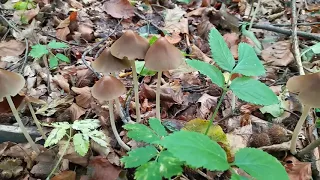 Природа.  Ліс.  Пошук грибів......