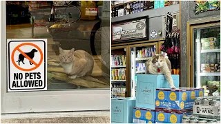 50 Cute Photos Of Bodega Cats That Feel Like Masters Of The Shops - Cute cat