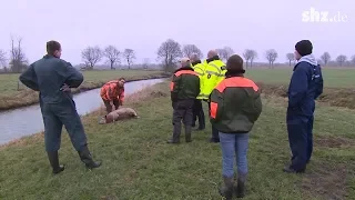 Schäfer in Sorge: Wolfsriss in Brunsbüttel