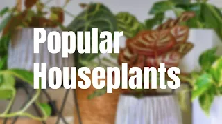 Care of Popular Houseplants - African Violet, Pothos, Philodendron and Snake Plant