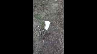 Bigfoot Footprint Casting Video.