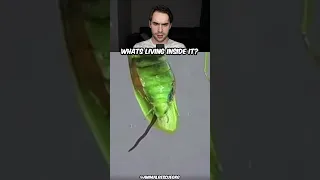 PARASITE Inside Praying Mantis!?