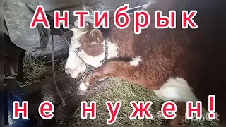 Антибрык не нужен. Если корова брыкается