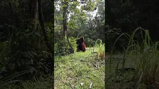 L'ominide del Borneo