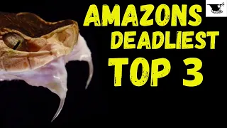 Top 3 Amazons Deadliest | Fer de Lance vs Bushmasters vs Rattlesnakes