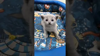 Cute baby kitten 🐈😻 #kitten #babycat #funnycats #catvideos #shorts