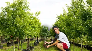 PLANTING 20,000,000 TREES IN 24 HOURS! (MrBeast Challenge)