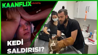 KAANFLIX | CAT ATTACK, WE HARDLY SAVE OUR LIVES (TUGAY İNANOĞLU)