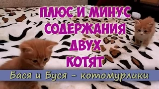 Плюс и минус содержания двух котят. Смешные котята