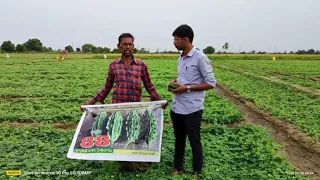 Kaveri Seeds Bitter Gourd - Kaveri 88.