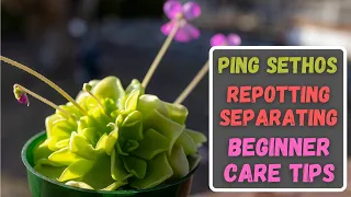 How To Repot & Separate Pings + Beginner Care Tips - Mexican Butterwort Care Tips & Repotting