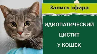 Идиопатический цистит у кошек