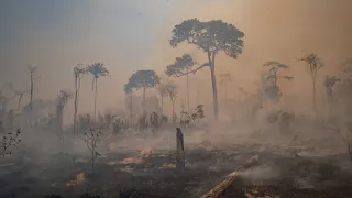„Grüne Lunge“ in Gefahr: Abholzung des Amazonas-Regenwaldes auf Höchststand