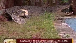 24 Oras: Buwayang si "Too Long" na kasing lahi ni Lolong, patuloy ding binabantayan