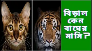 বিড়ালকে মাঘের মাসি বলার। রহস্য কী ?     Fighting Cat!      Angry Cat