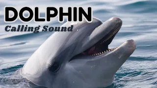 Dolphin Calling Sound