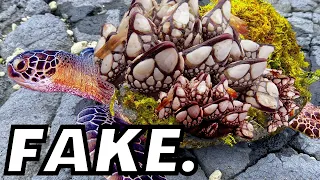 Fake Barnacle Removal Turtle Rescue Videos Need To Stop.