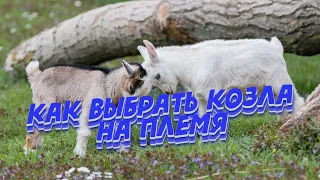 Как выбрать козла Выбираем козла на племя