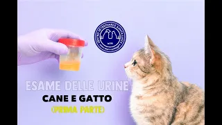 116 - Esame delle urine cane e gatto: tutto quello che devi sapere su questo esame  (Parte 1)
