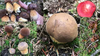 Picking  cute bun bolete #  Funnel mushrooms .29/9/23.