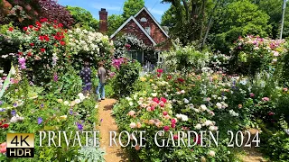 【Private Residence】Master gardener's rose gardens 2024. 有名庭師宅のバラ園2024 #4khdr