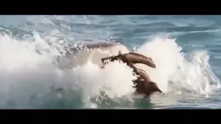 南美 大白鯊的崛起。
