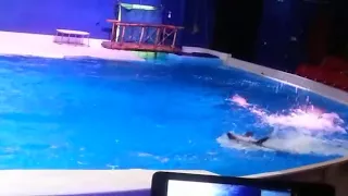 Dubai dolphin  circus part 4