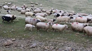 Ordu Çambaşı -Koyunlar yayla yolunda  (OBA) ORDU BAYRAK AJANS