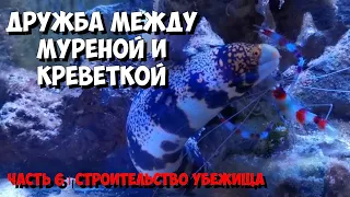 Часть 6 | Строительство убежища для мурены